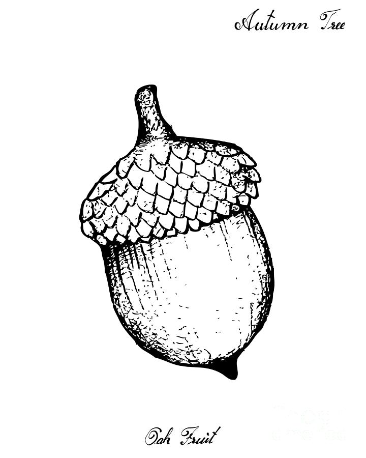 scientific acorn drawing