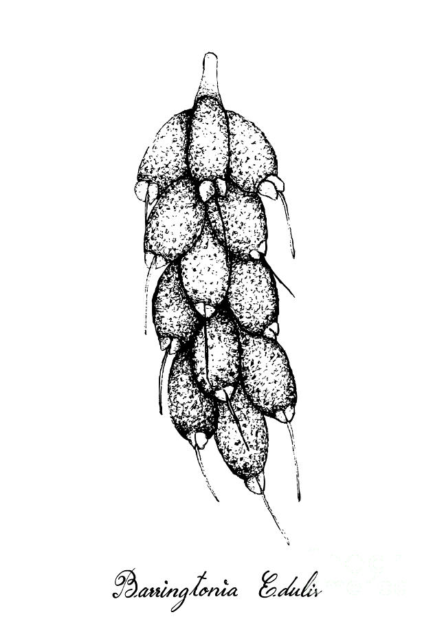 Hand Drawn of Barringtonia Edulis Fruits on Tree Bunch Drawing by Iam ...