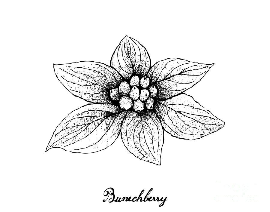 Hand Drawn Of Bunchberry On White Background Drawing By Iam Nee Pixels 