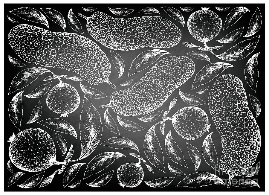 Hand Drawn of Cempedak and Borojo Fruits on Chalkboard Drawing by Iam ...