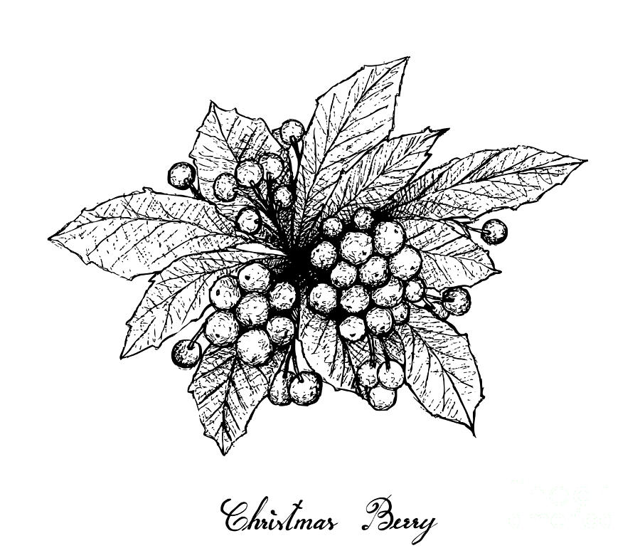 Hand Drawn of Christmas Berries on White Background Drawing by Iam Nee ...