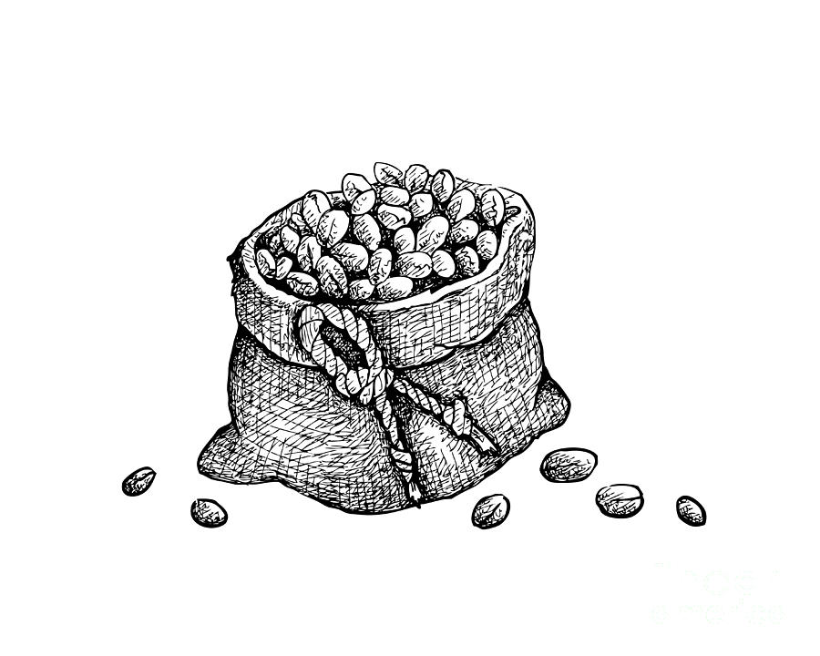 Coffee beans sketch engraving Royalty Free Vector Image