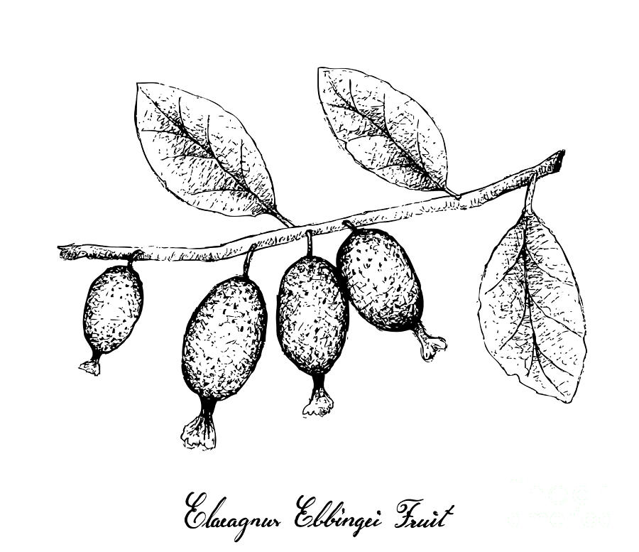 Hand Drawn Of Elaeagnus Latifolia Fruits On White Background Drawing
