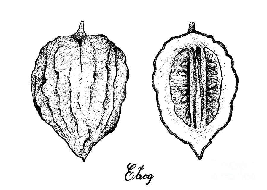 Hand Drawn of Etrog Fruit on White Background Drawing by Iam Nee Pixels
