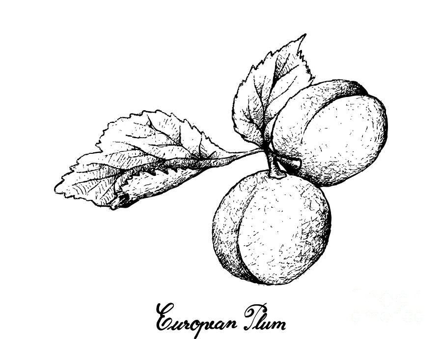 Hand Drawn of European Plum Fruits on White Background Drawing by Iam Nee