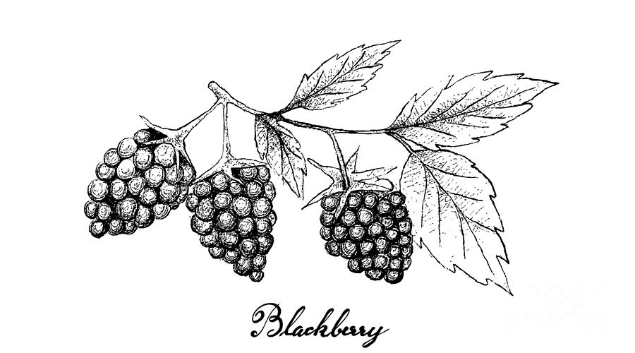 Blackberries Drawing