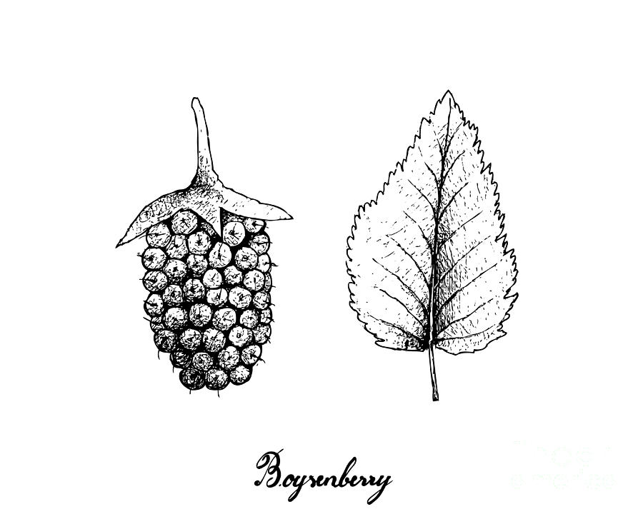 Hand Drawn Of Fresh Boysenberry On White Background Drawing