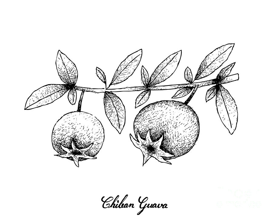 guava fruit drawing