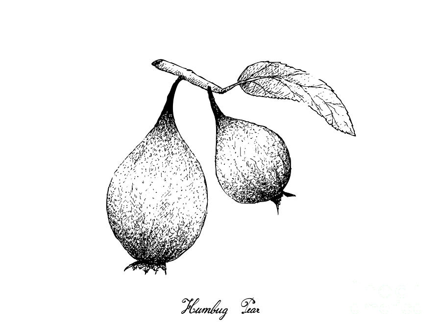 Hand Drawn of Humbug Pears on White Background Drawing by Iam Nee ...