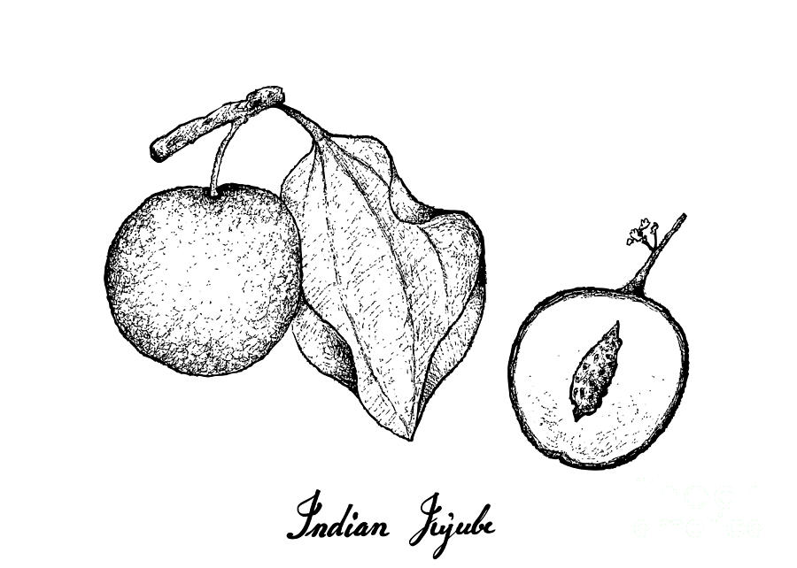 Hand Drawn of Indian Jujube on White Background Drawing by Iam Nee