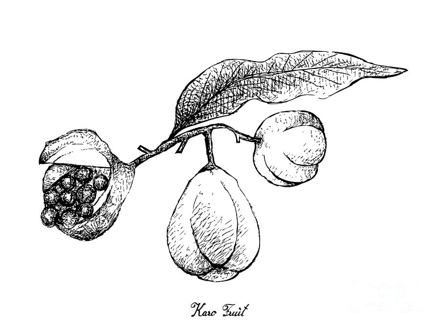Hand Drawn of Karo Fruits on White Background Drawing by Iam Nee