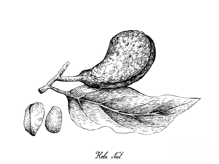 Hand Drawn of Kola Nut Fruits on White Background Drawing by Iam Nee ...