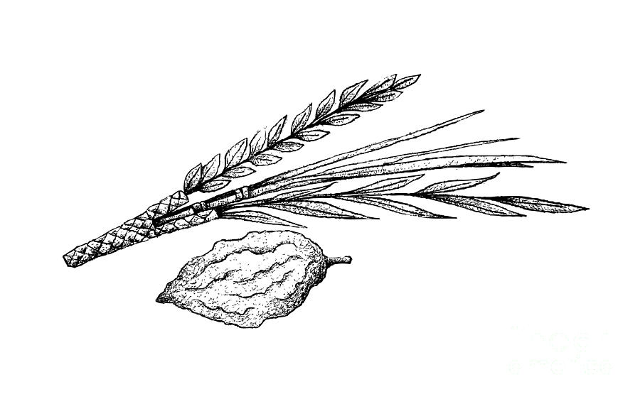 Hand Drawn of Lulav and Etrog on White Background Drawing by Iam Nee
