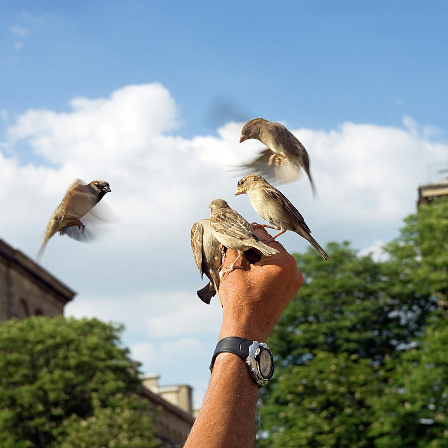 Hand Feeding Birds Digital Art by Colin Dutton
