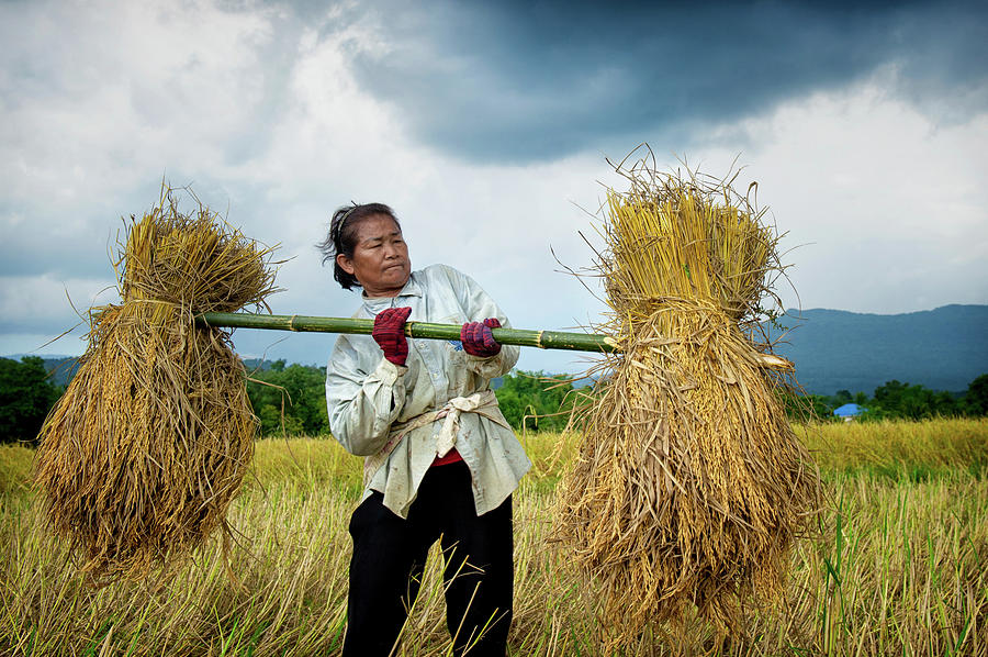 Hand Harvesting Rice by Lee Craker Hand Harvesting Rice by Lee Craker