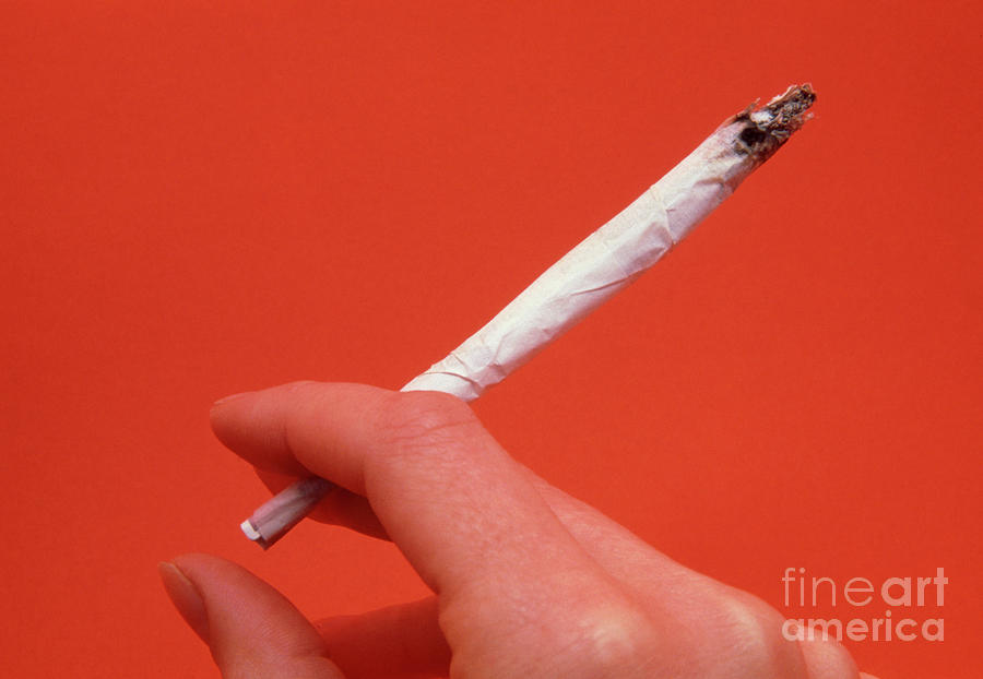 Hand Holding A Joint Containing Marijuana Photograph by Cordelia Molloy ...