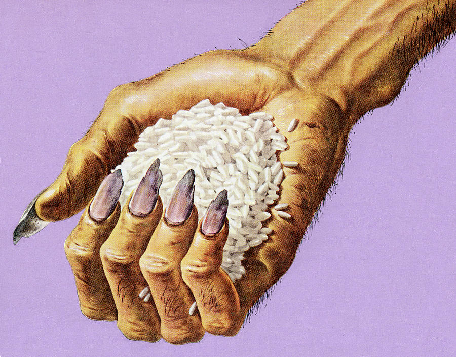 Vintage Drawing - Hand Holding Rice by CSA Images