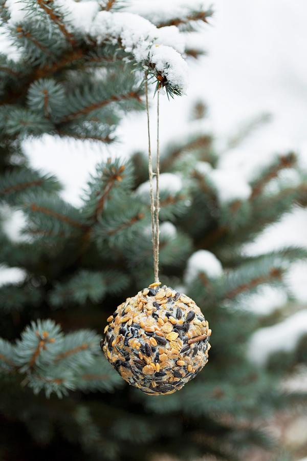 Hand-made Bird-cake Ball Hung From Branch Of Blue Spruce Photograph by Sabine Lscher