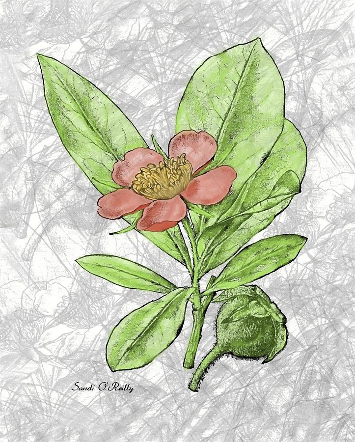 Hand Painted Salmon Pink Prairie Rose  Mixed Media by Sandi OReilly