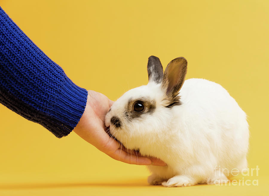 Nature Photograph - Hand petting white rabbit on yellow background. by Michal Bednarek