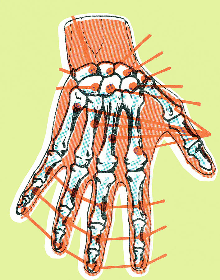 Vintage Drawing - Hand skeleton by CSA Images
