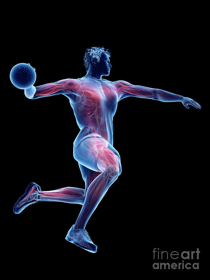 Handball Player's Muscles Photograph By Sebastian Kaulitzki/science ...