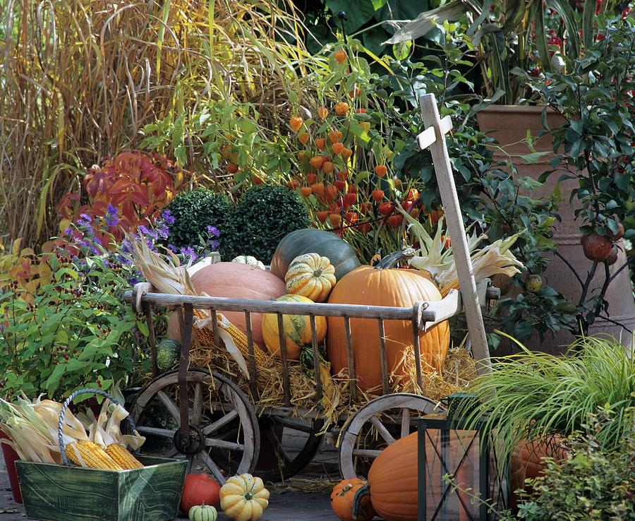 Handcart Full Of Pumpkins In Garden Photograph by Strauss, Friedrich