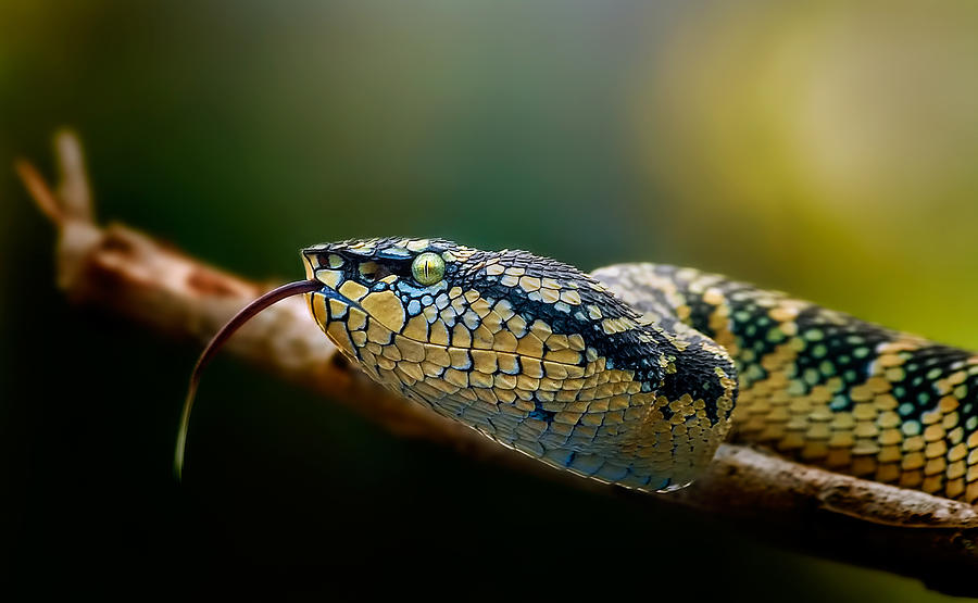 Snake Photograph - Handipe by Rooswandy Juniawan