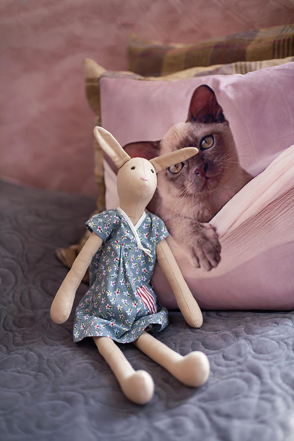 Handmade Cloth Rabbit In Front Of Scatter Cushion With Cat Motif Photograph by Alicja Koll