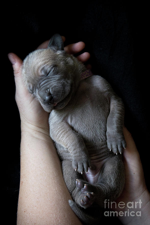 Hands Holding A Sleeping Puppy Photograph by Ben Robson Hands Holding A Sleeping Puppy Photograph by Ben Robson