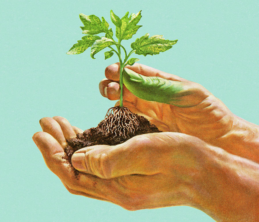 Nature Drawing - Hands Holding Seedling by CSA Images