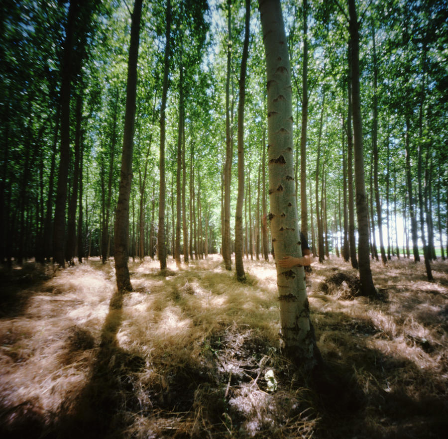 Tree Photograph - Hands Hugging Tree In Poplar Forest by Danielle D. Hughson