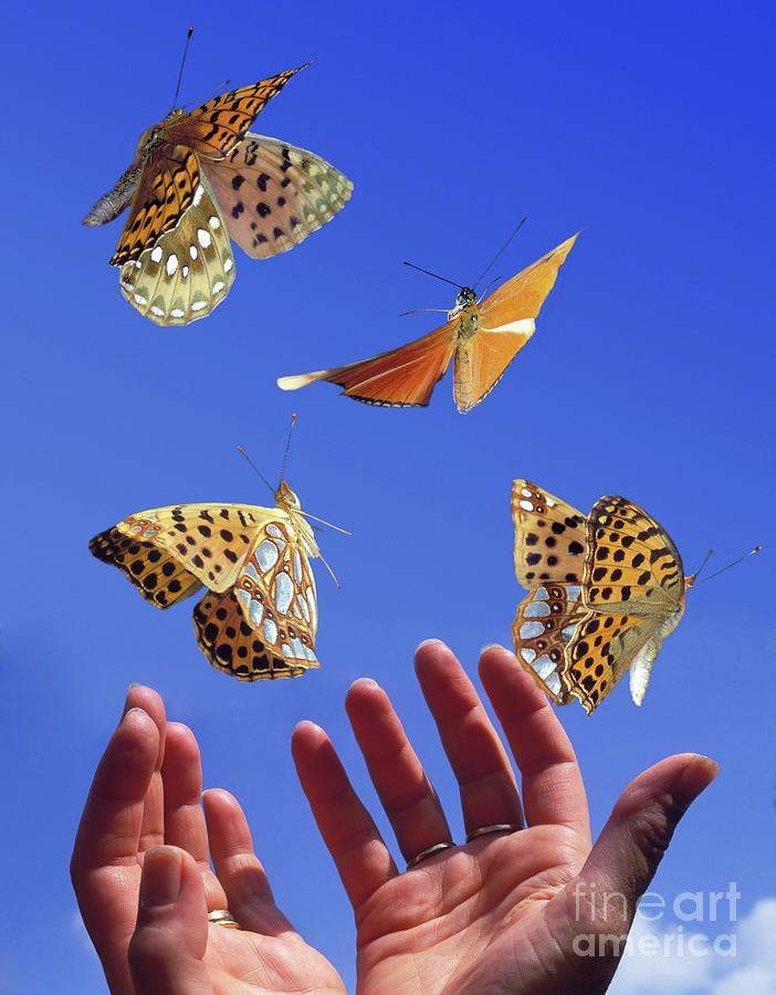 Hands Releasing Butterflies Photograph by Dr. John Brackenbury/science Photo Library