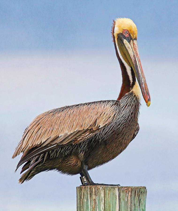 Handsome Brown Pelican Photograph by HH Photography of Florida