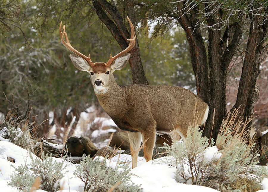 Handsome Buck Photograph by Donna Kennedy