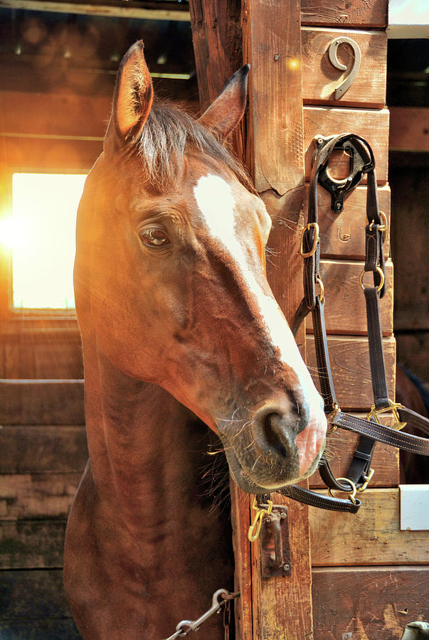 Handsome Cash Photograph by Jamart Photography