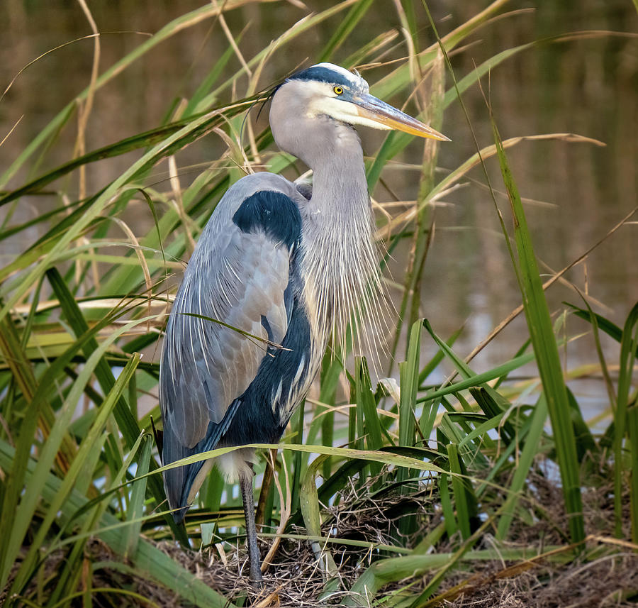 Handsome Heron Photograph by Morey Gers - Fine Art America