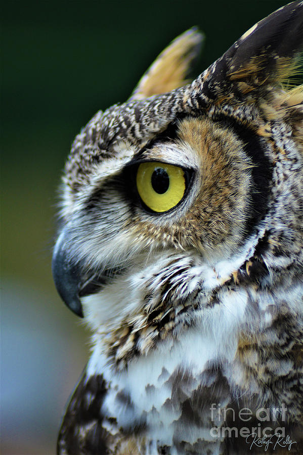 Handsome Horned Owl Photograph by Kathy Kelly