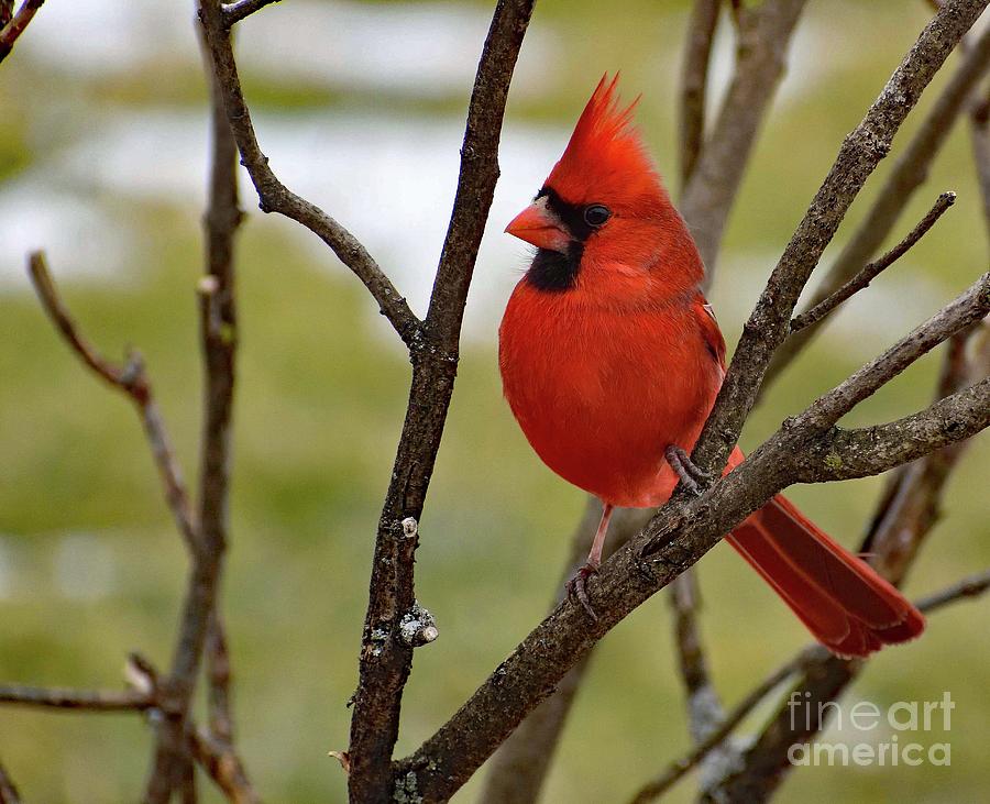 Nature Photograph - Handsome Male Northern Cardinal by Cindy Treger