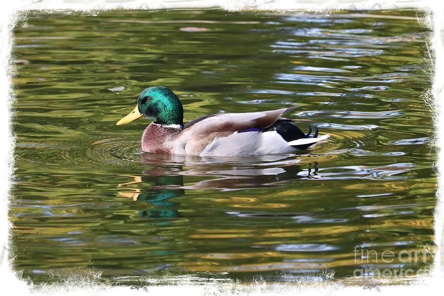 Duck Photograph - Handsome Mallard on Pond by Carol Groenen