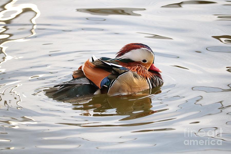 Handsome Mandarin Duck Photograph by Carol Groenen