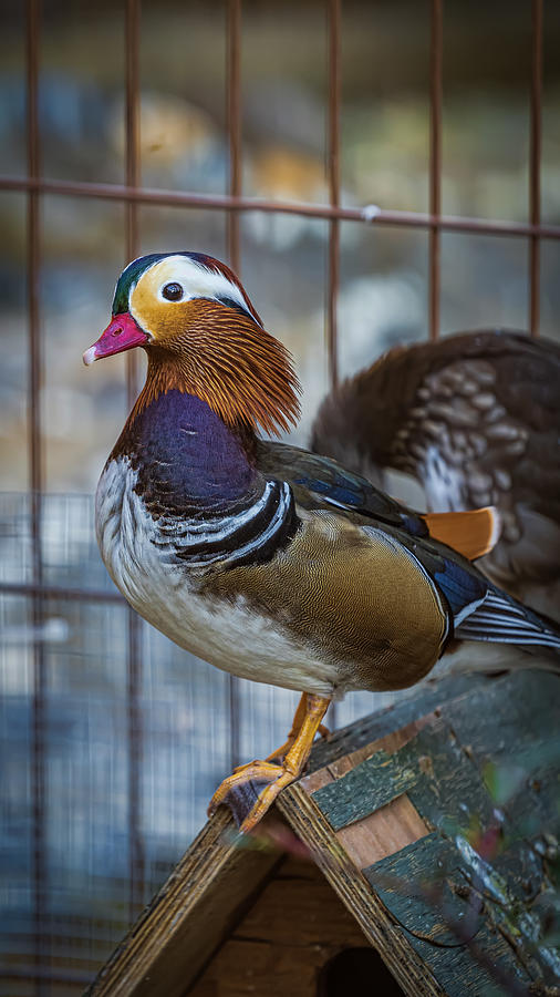 Handsome Mandarin Duck Photograph by Photahagrapher