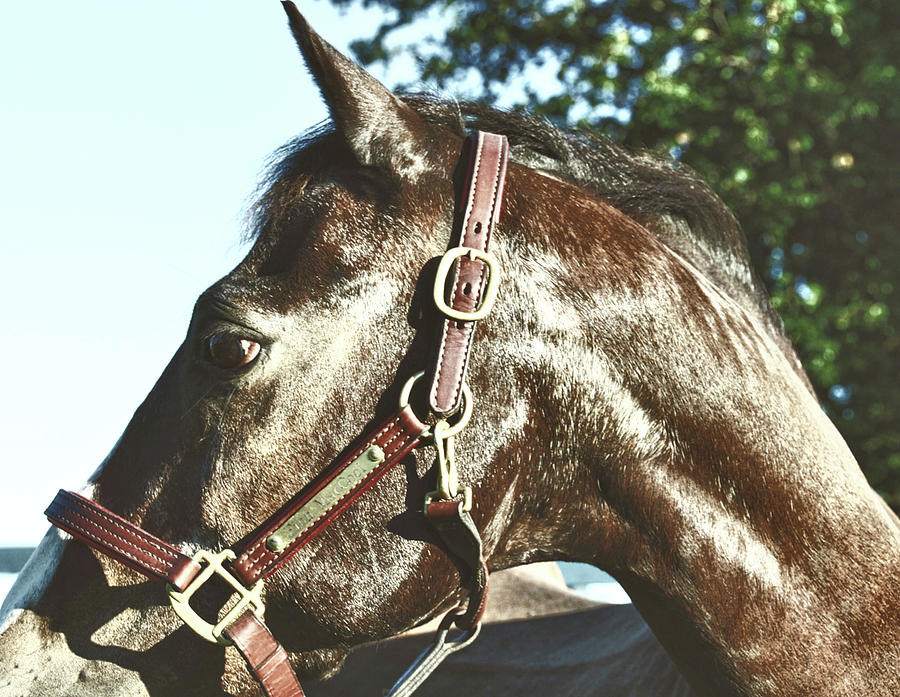 Handsome Pony Photograph by Dressage Design