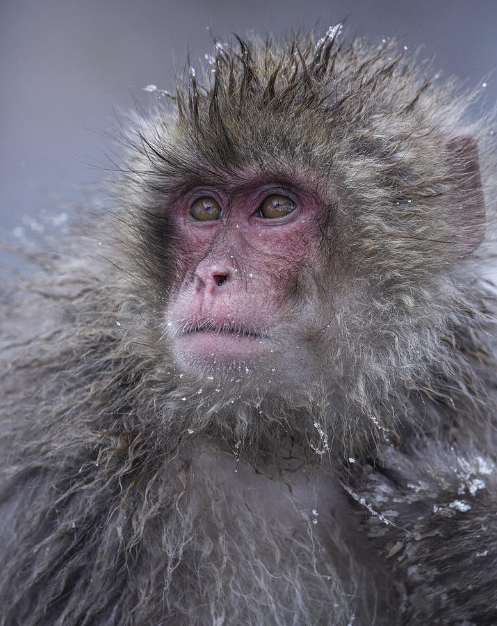 Handsome Snow Monkey Photograph by Ozan Aktas