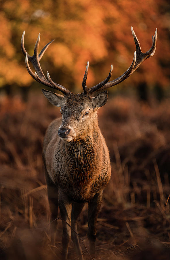 Handsome Stag Photograph by Helen Beech - Fine Art America