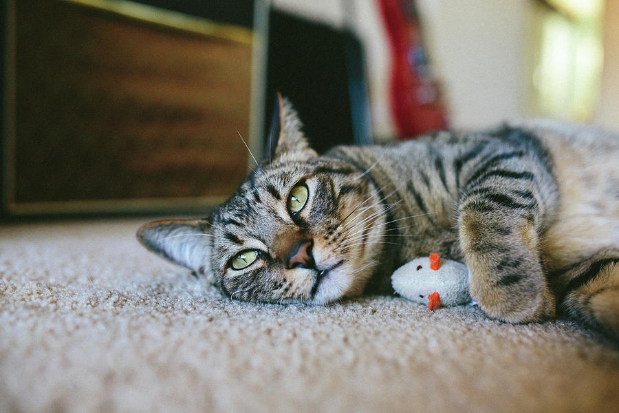 Cat Photograph - Handsome Tabby Cat Lying Down On Carpet Next To His Toy Mouse by Cavan Images