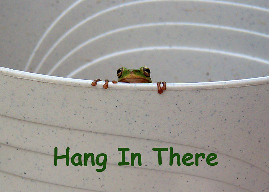 Hang In There Photograph by Kathy K McClellan