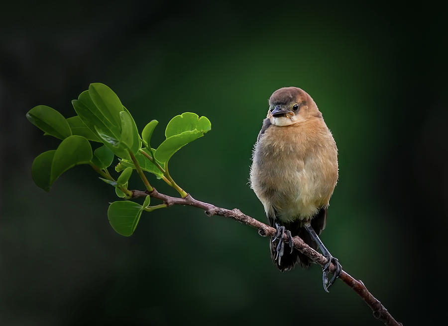 Hanging Around by Cyndy Doty Hanging Around by Cyndy Doty