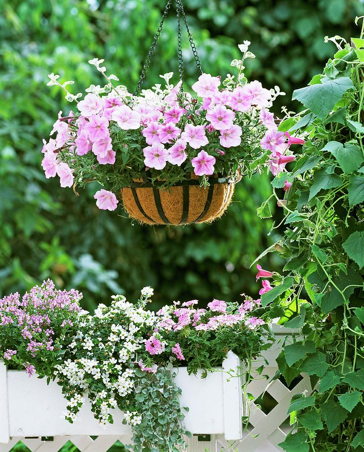 Hanging Basket Of Pink Trailing Petunias And Silver-leafed Helichrysum On Summery Balcony Photograph by Friedrich Strauss