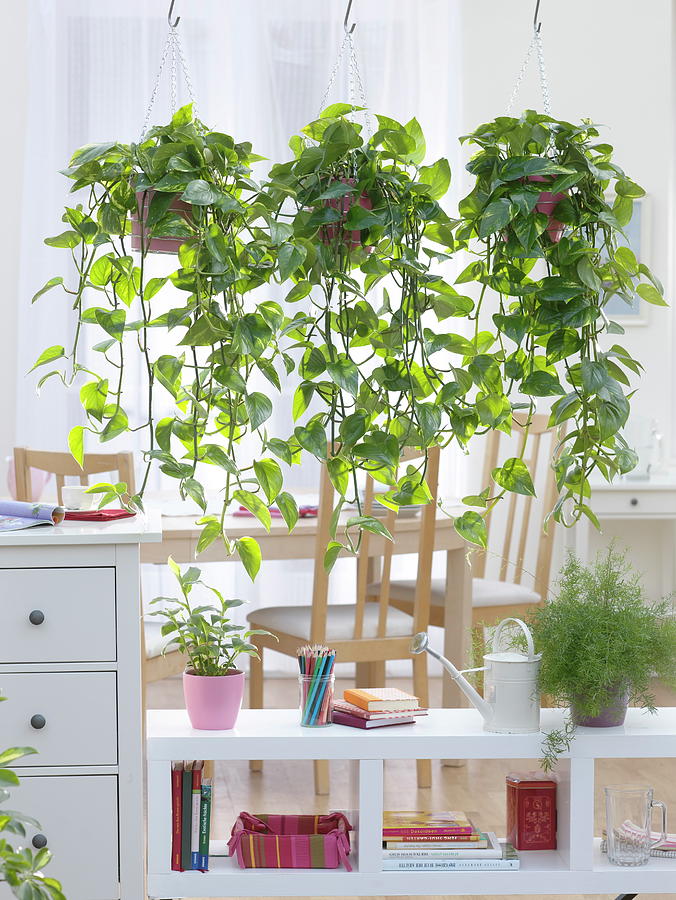 Hanging Baskets With Efutute As A Room Divider Photograph by Friedrich Strauss